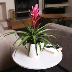 5-Inch Bromeliad In Decorative Pot -Garden Plants Pink Bromiliad 4