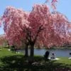 Pink Weeping Cherry Tree 1 Pink Weeping Cherry Tree -Garden Plants Pink Double Weeping Cherry FGT 600x600 fe3202ca cfcc 4c82 beaf b9dc8cd4cd7b
