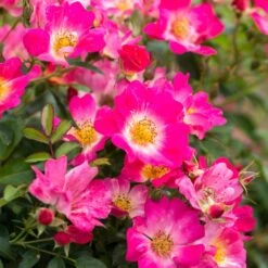 Pink Drift® Rose -Garden Plants Pink Drift Rose 1 FGT