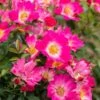 Pink Drift® Rose -Garden Plants Pink Drift Rose FGT 600x600 20d4fd32 04cb 474a b152 7b9c720d0596