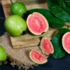 Tropical Pink Guava Tree -Garden Plants Pink Guava FGT 600x600 241d4b5b 612f 43eb 9e6d a98136a2444d
