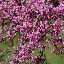 Pink Heartbreaker Redbud Tree -Garden Plants Pink Heartbreaker Redbud 1