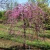 Pink Heartbreaker Redbud Tree -Garden Plants Pink Heartbreaker Redbud 600x600 9f119770 559c 4357 915b 2c8485395d8f