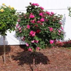 Pink Knock Out® Rose Tree -Garden Plants Pink Knockout Rose Tree 2