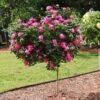 Pink Knock Out® Rose Tree -Garden Plants Pink Knockout Rose Tree FGT 600x600 04388905 db60 4ebf 8baa 6e25185dab4b
