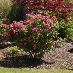 Double Pink Knock Out® Rose -Garden Plants Pink Knockout Shrub 3
