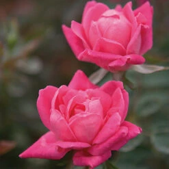 Double Pink Knock Out® Rose -Garden Plants Pink Knockout Shrub 4 FGT
