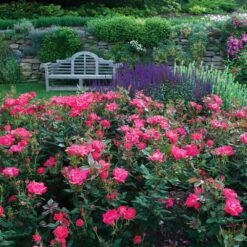 Double Pink Knock Out® Rose -Garden Plants Pink Knockout Shrub 6