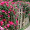 Double Pink Knock Out® Rose -Garden Plants Pink Knockout Shrub FGT 600x600 407160bc 6cbd 4bfb a426 0fedff3ee3ec