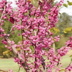 'Pink Pom Poms' Redbud Tree -Garden Plants Pink Pom Pom Redbud 2