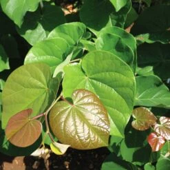 'Pink Pom Poms' Redbud Tree -Garden Plants Pink Pom Pom Redbud 4