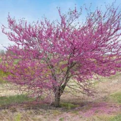 'Pink Pom Poms' Redbud Tree -Garden Plants Pink Pom Pom Redbud 5
