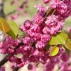 'Pink Pom Poms' Redbud Tree -Garden Plants Pink Pom Pom Redbud 600x600 a00001f4 ef81 4d0b 98ff cc2c03ee584a