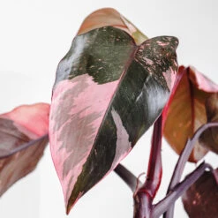Pink Princess Philodendron -Garden Plants Pink Princess 2
