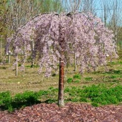 Pink Snow Showers™ Weeping Cherry Tree 11 Pink Snow Showers™ Weeping Cherry Tree -Garden Plants Pink Snow Showers Flowering Chery 1