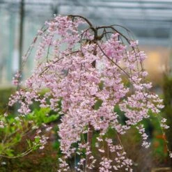 Pink Snow Showers™ Weeping Cherry Tree 12 Pink Snow Showers™ Weeping Cherry Tree -Garden Plants Pink Snow Showers Flowering Chery 2