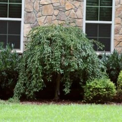 Pink Snow Showers™ Weeping Cherry Tree 13 Pink Snow Showers™ Weeping Cherry Tree -Garden Plants Pink Snow Showers Flowering Chery 4