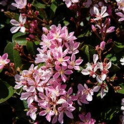 Pinkie Indian Hawthorn Shrub -Garden Plants Pink indian Hawthorn 3 FGT