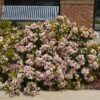 Pinkie Indian Hawthorn Shrub -Garden Plants Pink indian Hawthorn FGT 600x600 b037c8ee 072c 4901 9102 ad473234d9c8