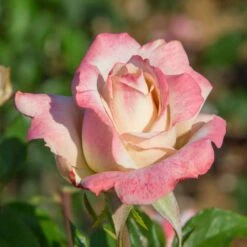 Pinkerbelle™ Rose -Garden Plants Pinkerbelle Rose 2 FGT