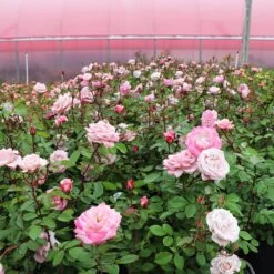 Pinkerbelle™ Rose -Garden Plants Pinkerbelle Rose 4