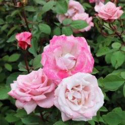 Pinkerbelle™ Rose -Garden Plants Pinkerbelle Rose 5