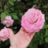 Pinkerbelle™ Rose -Garden Plants Pinkerbelle Rose FGT 600x600 be6e8406 d8dc 4685 a65d fbdcdd122191
