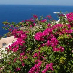 Pink Pixie Bougainvillea -Garden Plants Pixie Pink BOugainv illea FGT 3
