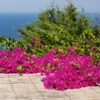 Pink Pixie Bougainvillea -Garden Plants Pixie Pink BOugainvillea FGT 600x6004 b15a7a11 8d12 4e58 a9fe 00bf0e9b4685