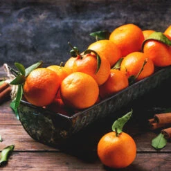 Pixie Mandarin Tree -Garden Plants Pixie Mandarin Tree 3