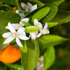 Pixie Mandarin Tree -Garden Plants Pixie Mandarin Tree 6