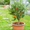 Pixie Mandarin Tree -Garden Plants Pixie Mandarin Tree FGT 600x600 e99a8ce9 e0fd 4891 bcec f674402f83e1