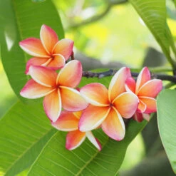 Plumeria 8 Plumeria -Garden Plants Plumeria pink