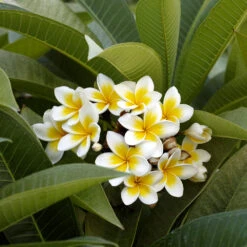 Plumeria 9 Plumeria -Garden Plants Plumeria white