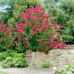 Pink Velour Crape Myrtle -Garden Plants Pnk Velour Crape Myrtle 4 FGT