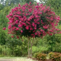 Pink Velour Crape Myrtle -Garden Plants Pnk Velour Crape Myrtle 5 FGT