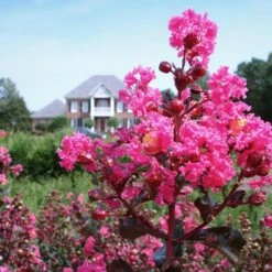 Pink Velour Crape Myrtle -Garden Plants Pnk Velour Crape Myrtle 6 FGT