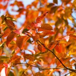 Pink Velour Crape Myrtle -Garden Plants Pnk Velour Crape Myrtle 8