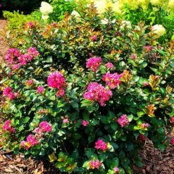 Pocomoke Crape Myrtle -Garden Plants Pocomoke Crape myrtle 2
