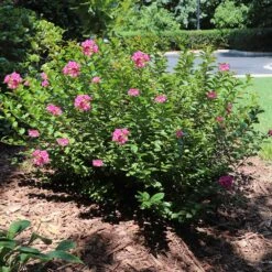 Pocomoke Crape Myrtle -Garden Plants Pokomoke 1