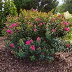 Pocomoke Crape Myrtle -Garden Plants Pokomoke 3