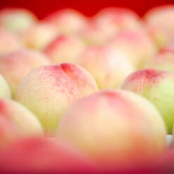 Polly Peach Tree -Garden Plants Polly Peach 2