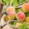 Polly Peach Tree -Garden Plants Polly Peach FGT 600x600 1