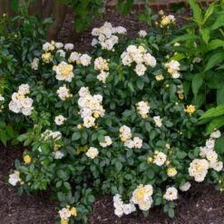 Popcorn Drift® Rose -Garden Plants Popcorn Drift Rose 3