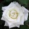Pope John Paul II Rose Shrub -Garden Plants Pope John Paul Rose FGT 600x600 0c0da3d4 5c1d 47bc 9e25 5c58543e2d88