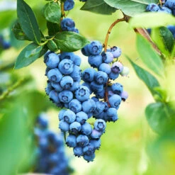 Powderblue Blueberry - USDA Organic -Garden Plants Powderblue BLueberry 1 c93adce7 c2b0 44b5 bb3c 13f22e77109c