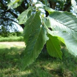 Prairie Expedition® Elm Tree -Garden Plants Prairie Expedition Elm 2