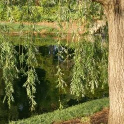 Prairie Cascade Weeping Willow -Garden Plants Prarie Cascade Willow 2