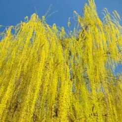 Prairie Cascade Weeping Willow -Garden Plants Prarie Cascade Willow 3 FGT