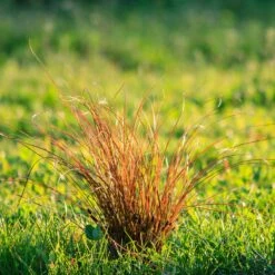 Prairie Fire Sedge -Garden Plants Prarie Fire Sedge 5 FGT